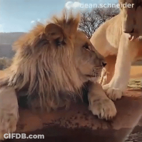 A Lion And A Lioness Are Looking At Each Other While Laying On A Rock . GIF