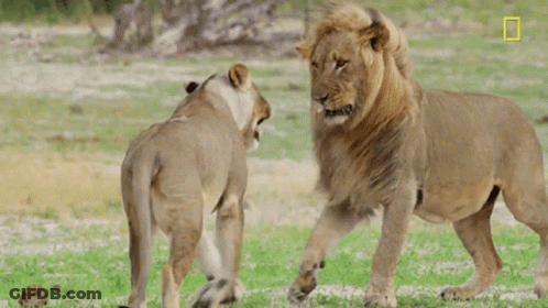 A Lion And A Lioness Are Standing Next To Each Other In The Grass And Fighting . GIF