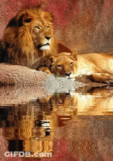 A Lion And A Lioness Laying On A Rock Near A Body Of Water GIF