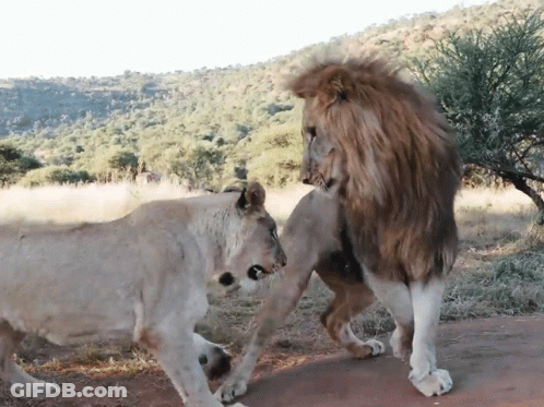 A Lion And A Lioness Standing Next To Each Other In A Field GIF