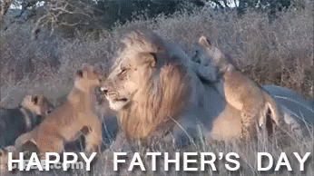 A Lion And Two Cubs Are Laying In The Grass With The Words Happy Father 'S Day GIF