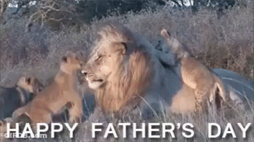 A Lion And Two Cubs Are Laying In The Grass With The Words Happy Father 'S Day GIF