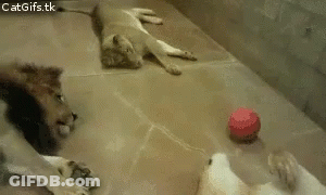 A Lion Cub Is Playing With A Red Ball While Two Other Cubs Watch GIF