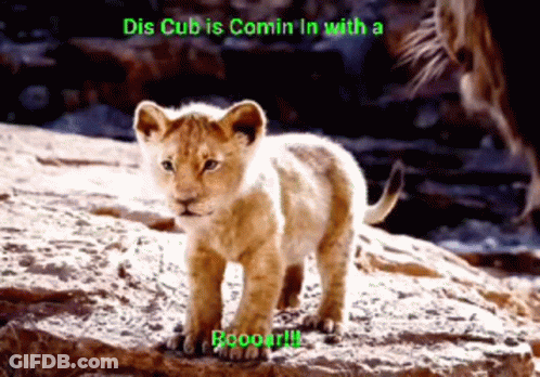 A Lion Cub Is Standing On A Rock With The Caption Dis Cub Is Comin In With A Roooar !! GIF