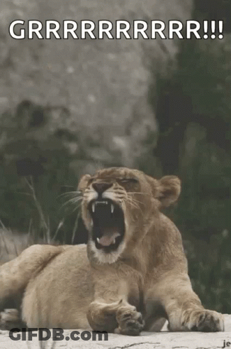 A Lion Cub Laying Down With Its Mouth Open And The Words Grrrrrrrrr !! Written Above It GIF