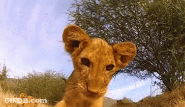 A Lion Cub Looking At The Camera With Trees In The Background GIF