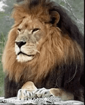 A Lion Is Sitting On A Rock And Says `` Thank You '' . GIF
