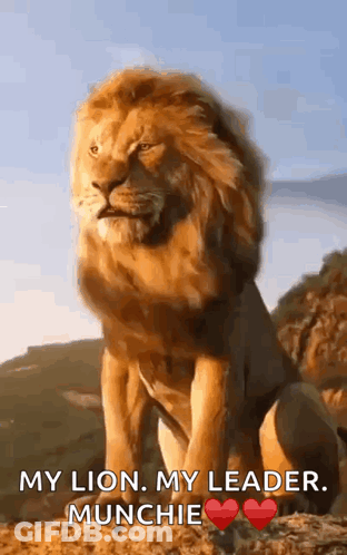 A Lion Is Sitting On Top Of A Hill And Says My Lion My Leader Munchie . GIF