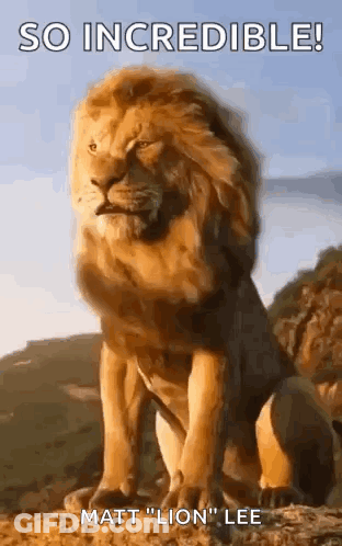 A Lion Is Sitting On Top Of A Hill With The Caption So Incredible ! Matt " Lion " Lee GIF