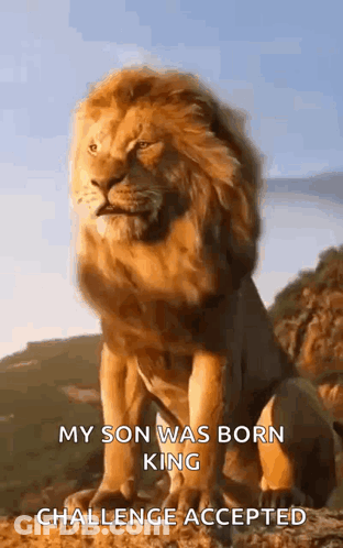 A Lion Is Sitting On Top Of A Hill With The Words My Son Was Born King Challenge Accepted GIF