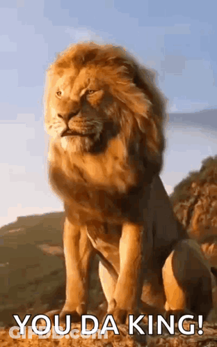 A Lion Is Sitting On Top Of A Hill With The Words `` You Da King '' Written Next To It . GIF
