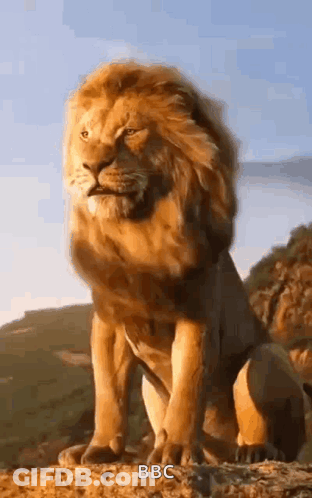 A Lion Is Sitting On Top Of A Rock . GIF
