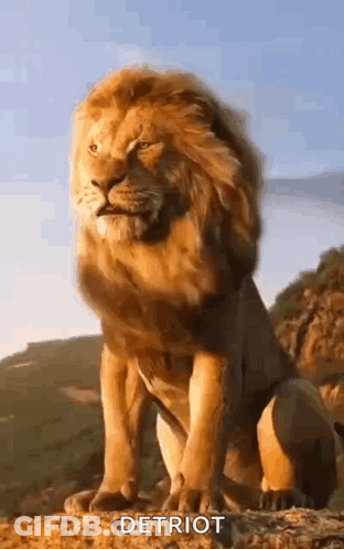 A Lion Is Sitting On Top Of A Rock In The Mountains . GIF