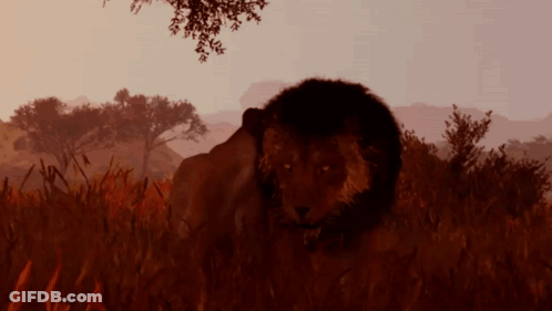 A Lion Is Standing In A Field Of Tall Grass GIF