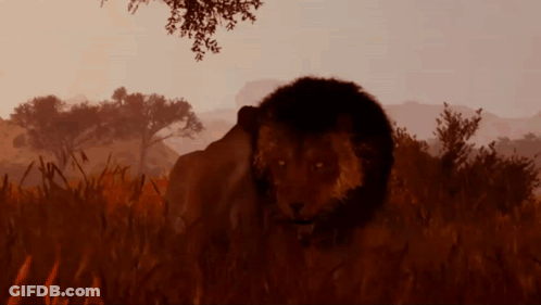 A Lion Is Standing In A Field Of Tall Grass GIF