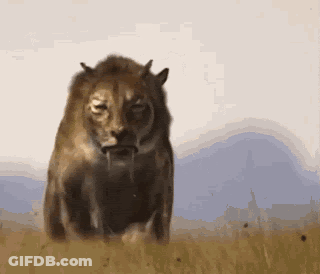 A Lion Is Standing In A Field With Its Mouth Open GIF