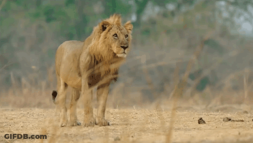 A Lion Is Standing In The Middle Of A Dry Grassy Field . GIF