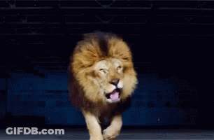 A Lion Is Standing With Its Mouth Open And Yawning GIF