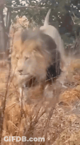A Lion Is Walking Through A Field Of Dry Grass With Trees In The Background . GIF