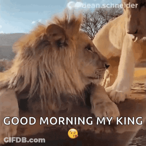 A Lion Laying Next To Another Lion With The Words " Good Morning My King " GIF