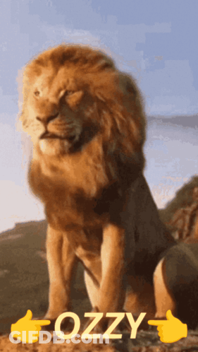A Lion Sitting On A Rock With The Word Ozzy Above It GIF