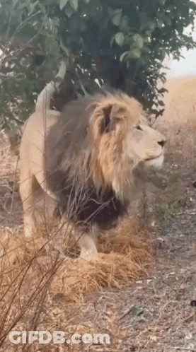 A Lion With A Black Mane Standing In A Field GIF