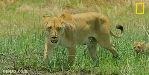 A Lioness And Her Cub Are Walking Through A Grassy Field With A National Geographic Logo In The Corner GIF