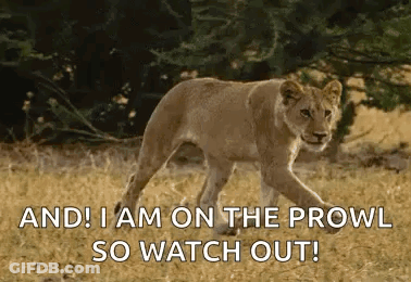 A Lioness Cub Is Walking Through A Field With The Words `` And I Am On The Prowl So Watch Out ! '' GIF