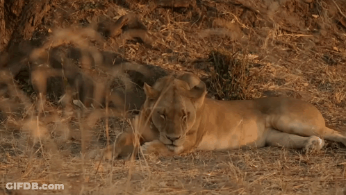 A Lioness Is Laying Down In The Grass Looking At The Camera GIF