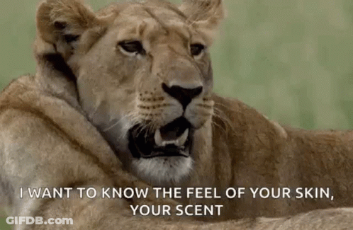 A Lioness Is Laying Down With Its Mouth Open And Saying `` I Want To Know The Feel Of Your Skin , Your Scent '' GIF