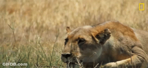 A Lioness Is Laying In The Grass With A National Geographic Logo In The Corner GIF