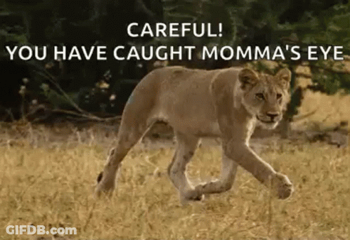 A Lioness Is Running Through A Field With A Caption That Says `` Careful ! You Have Caught Momma 'S Eye '' GIF
