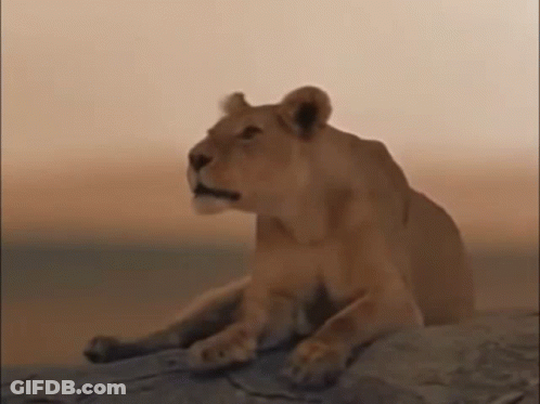 A Lioness Is Sitting On A Rock With Its Mouth Open . GIF