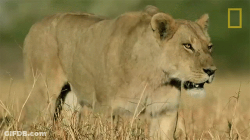A Lioness Is Standing In A Field With A National Geographic Logo In The Corner GIF