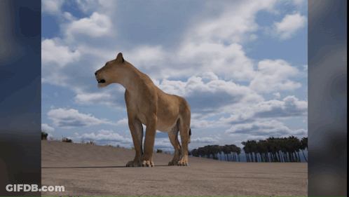 A Lioness Is Standing In The Middle Of A Sandy Field GIF