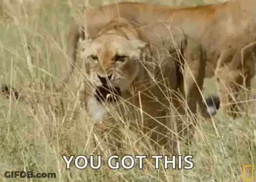 A Lioness Is Standing In The Tall Grass With Another Lioness Behind Her . GIF
