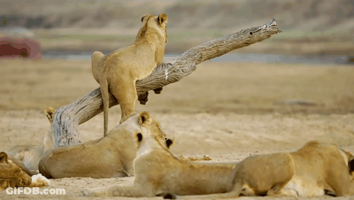 A Lioness Is Standing On A Tree Branch While Other Lioness Are Laying On The Ground GIF