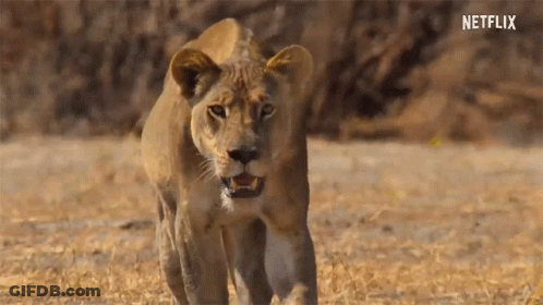 A Lioness Is Walking Across A Dry Grass Field With A Netflix Logo In The Background GIF