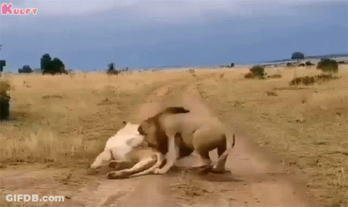 A Lioness Is Walking Down A Dirt Road In A Field . GIF