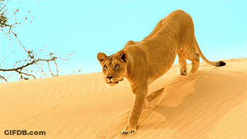 A Lioness Is Walking Down A Sand Dune GIF