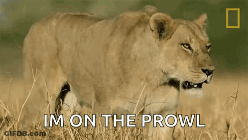 A Lioness Standing In A Field With The Words Im On The Prowl GIF