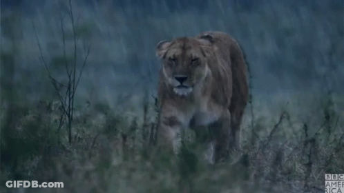 A Lioness Standing In The Rain With BBC America Written On The Bottom Right GIF