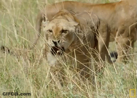 A Lioness Standing In The Tall Grass With A National Geographic Logo On The Bottom GIF