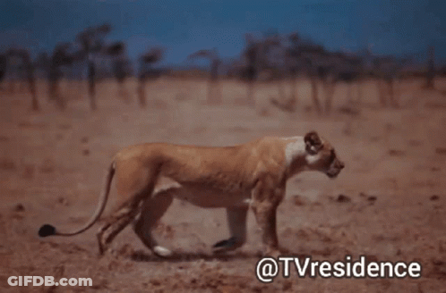 A Lioness Walking In A Field With The Words @Tvresidence Written Below It GIF