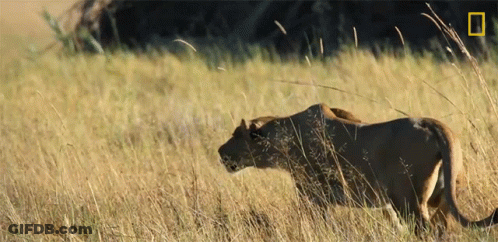 A Lioness Walking Through A Field With A National Geographic Logo In The Background GIF