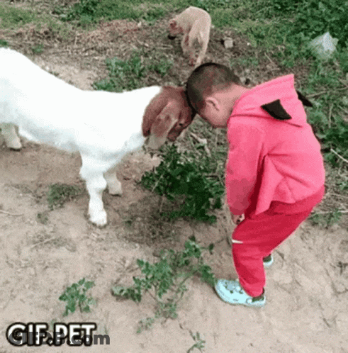 A Little Boy In A Pink Hoodie Standing Next To A White Goat With Gif.pet Written On The Bottom Of The Image GIF