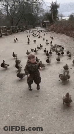 A Little Boy Is Running Through A Flock Of Ducks GIF