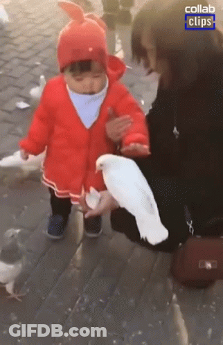 A Little Girl In A Red Coat Is Holding A White Pigeon In Her Hands GIF