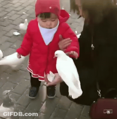 A Little Girl Is Holding A White Pigeon In Her Hands . GIF