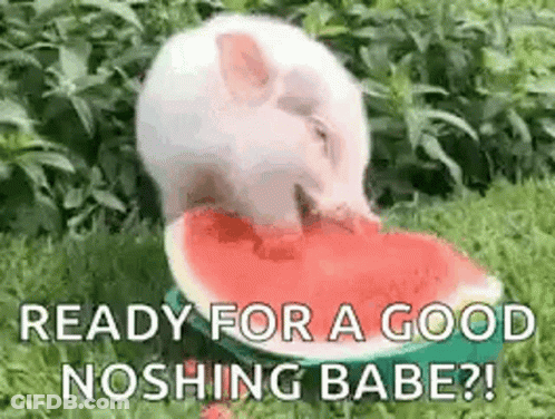 A Little Pig Is Eating A Slice Of Watermelon . GIF